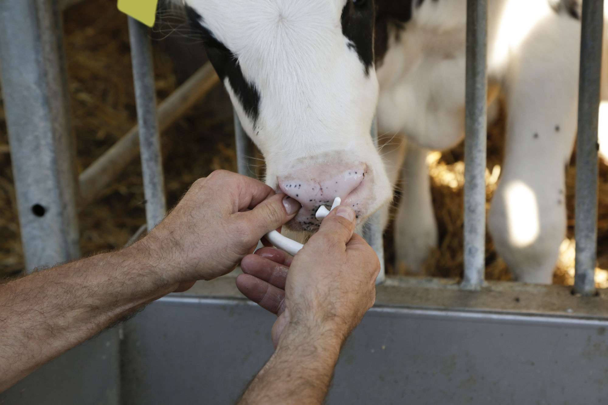 ARNDT Saugschutz Müller – Mittel/gelb, Verstellbare Nasenklemme Für Ferkel, Robustes Elastikmaterial